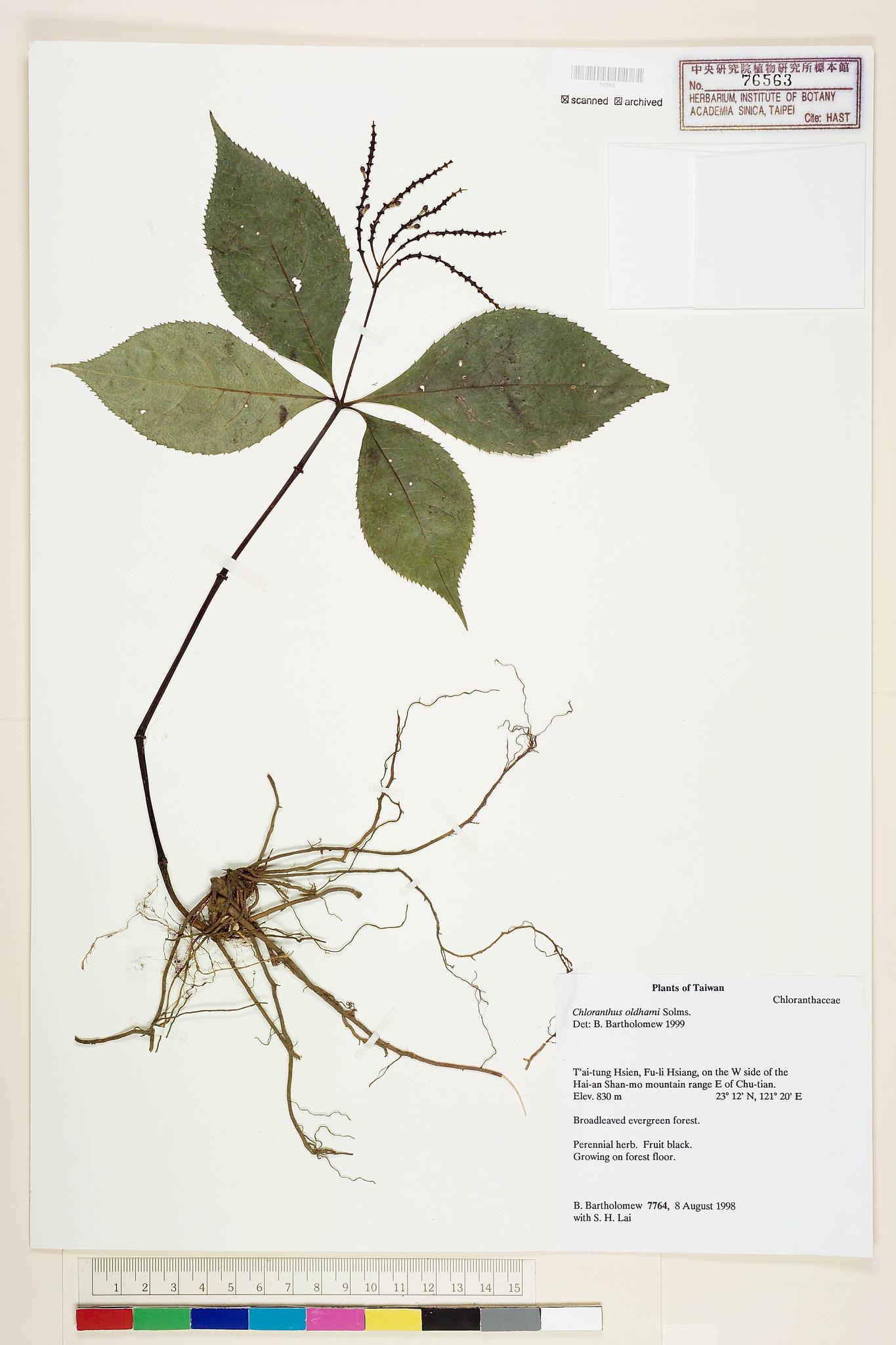 Sample image for viewer