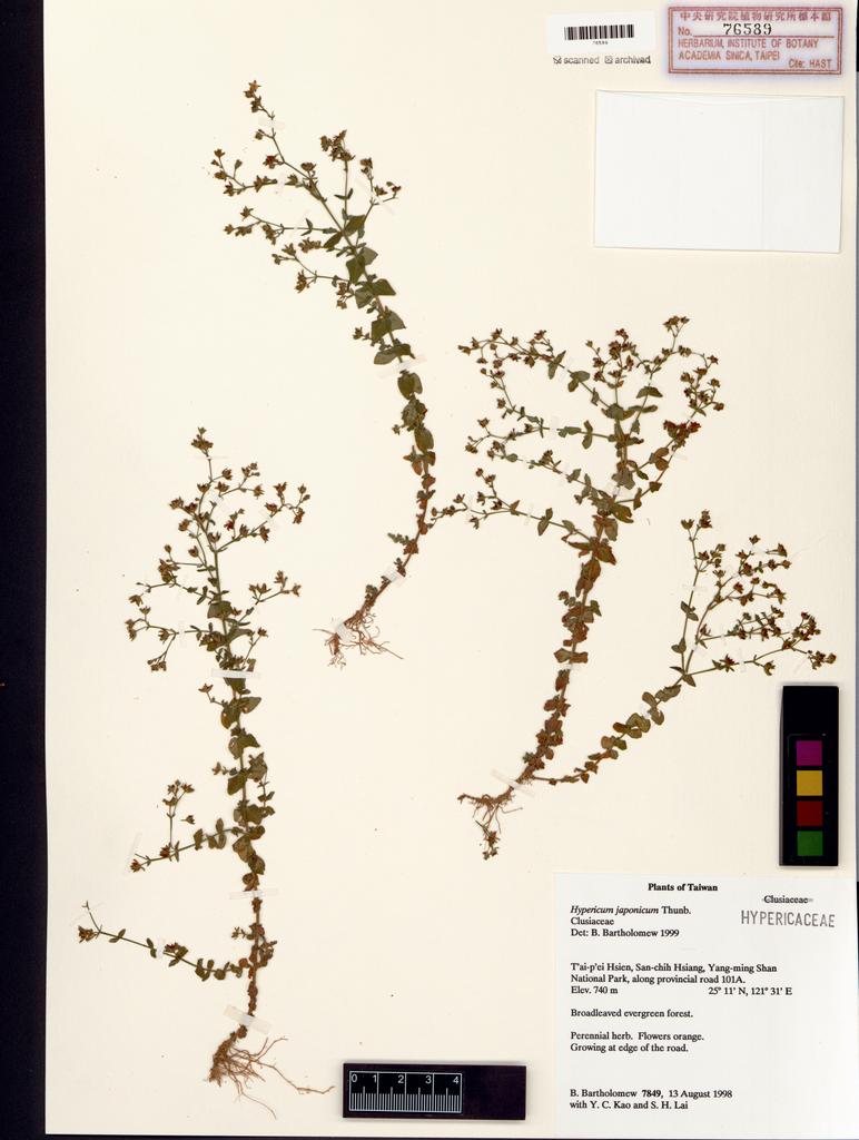 <Unit #49422 Bartholomew, Bruce |  | 7849:: | Hypericum japonicum Thunb. ex Murray>