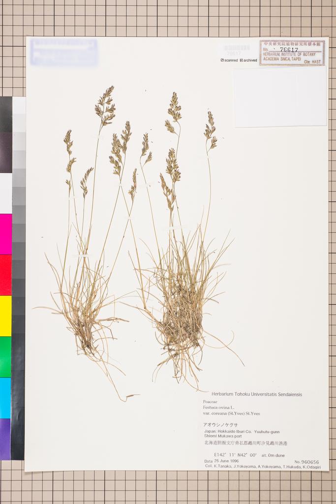 <Unit #110805  | 960656:: | Festuca ovina L. var. coreana St.-Yves>