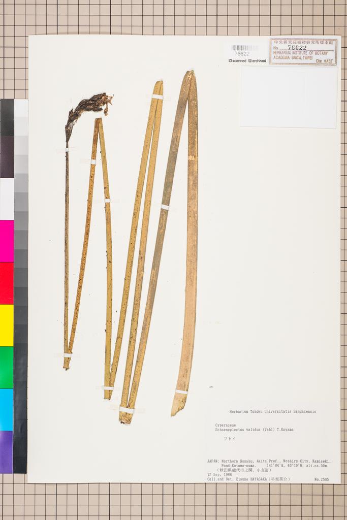 <Unit #103246  | 2585:: | Schoenoplectus validus (Vahl) A. Love & D. Love>