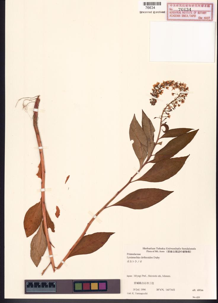 <Unit #122516  | 459:: | Lysimachia clethroides Duby>