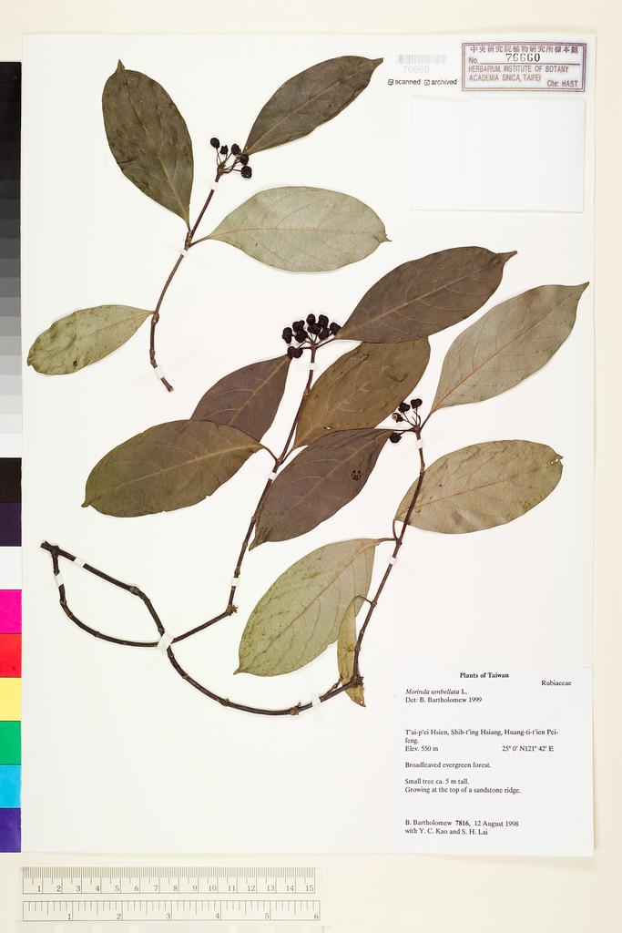<Unit #71224 Bartholomew, Bruce |  | 7816:: | Morinda umbellata L.>