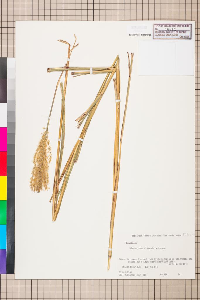 <Unit #111794  | 480:: | Miscanthus sinensis Andersson>