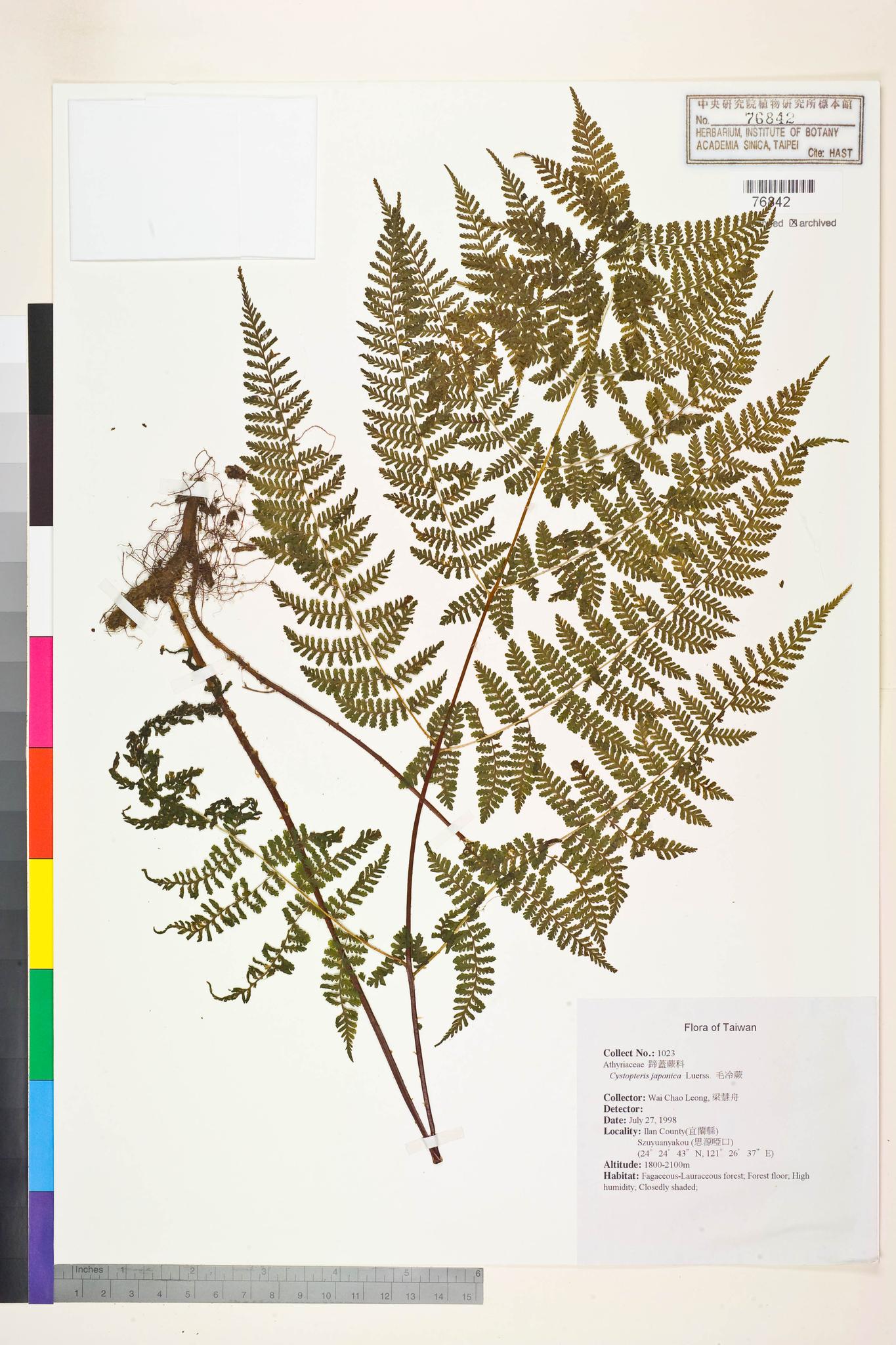 Sample image for viewer