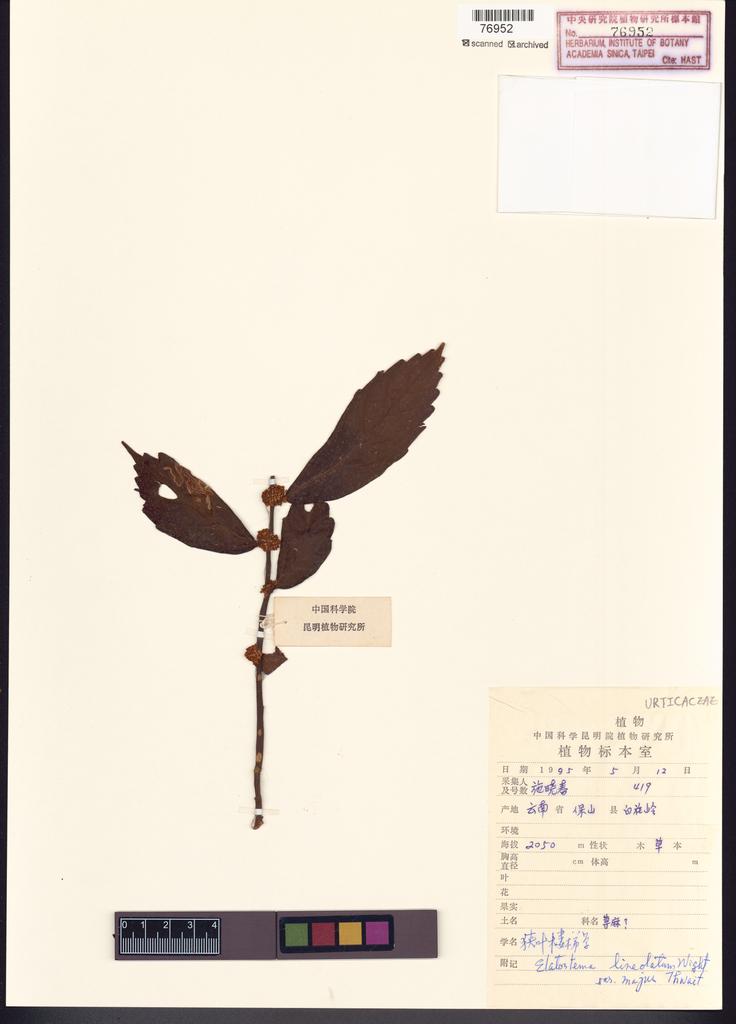 <Unit #100508  | 419:: | Elatostema lineolatum Wight var. majus Wedd.>