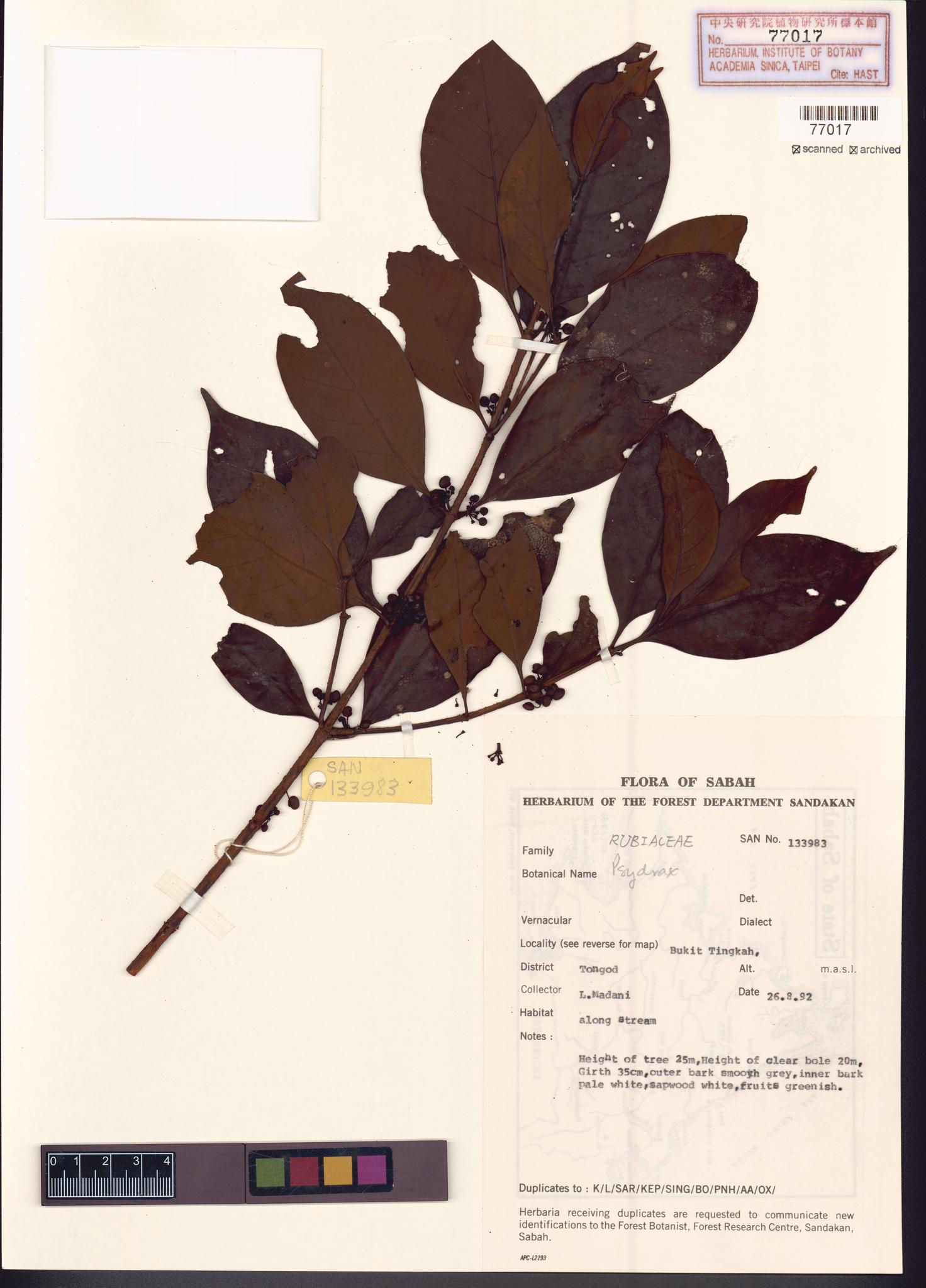 Sample image for viewer