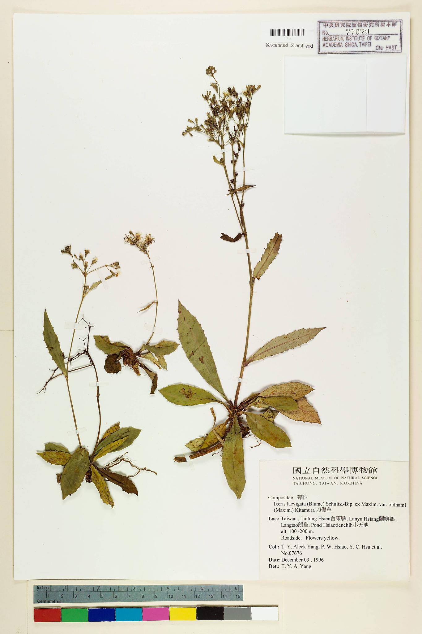 Sample image for viewer