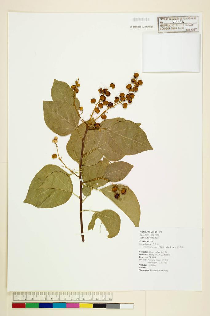 <Unit #59325 Wu, Chiu-Yen | 吳秋燕 | 39:: | Mallotus repandus (Willd.) Muell.-Arg.>