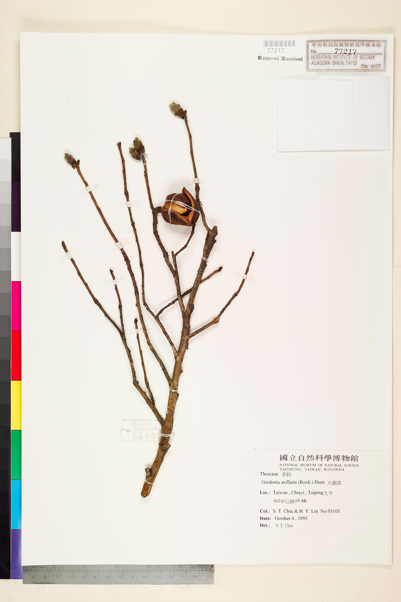 Sample image for viewer