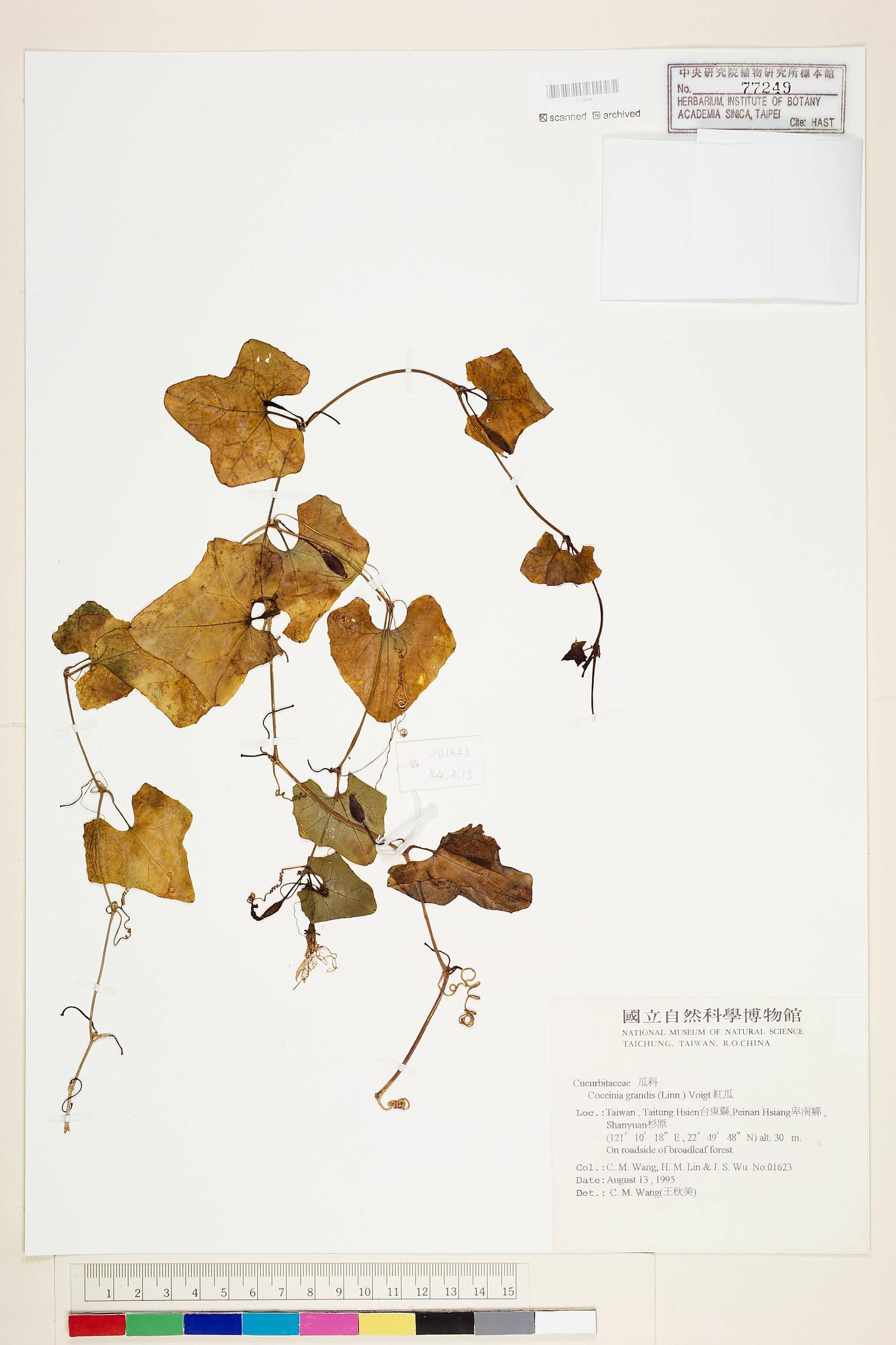 Sample image for viewer