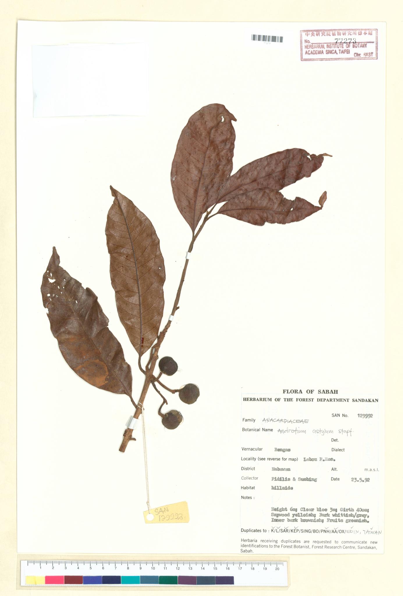 Sample image for viewer