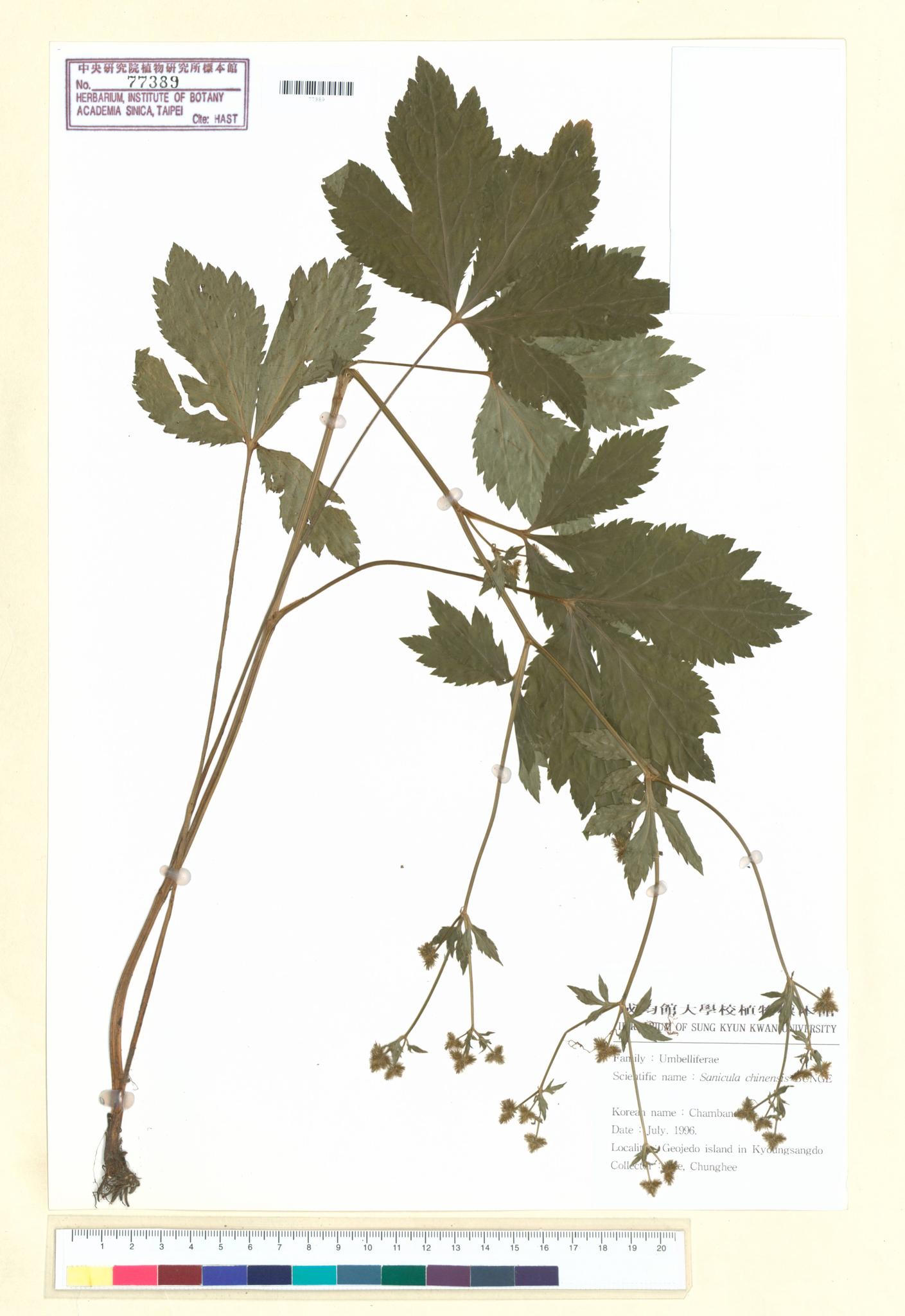 Sample image for viewer