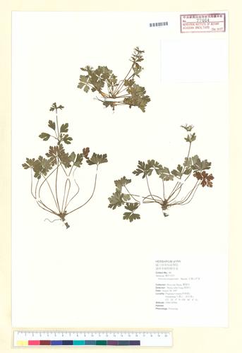 Sanicula petagnioides Hayata