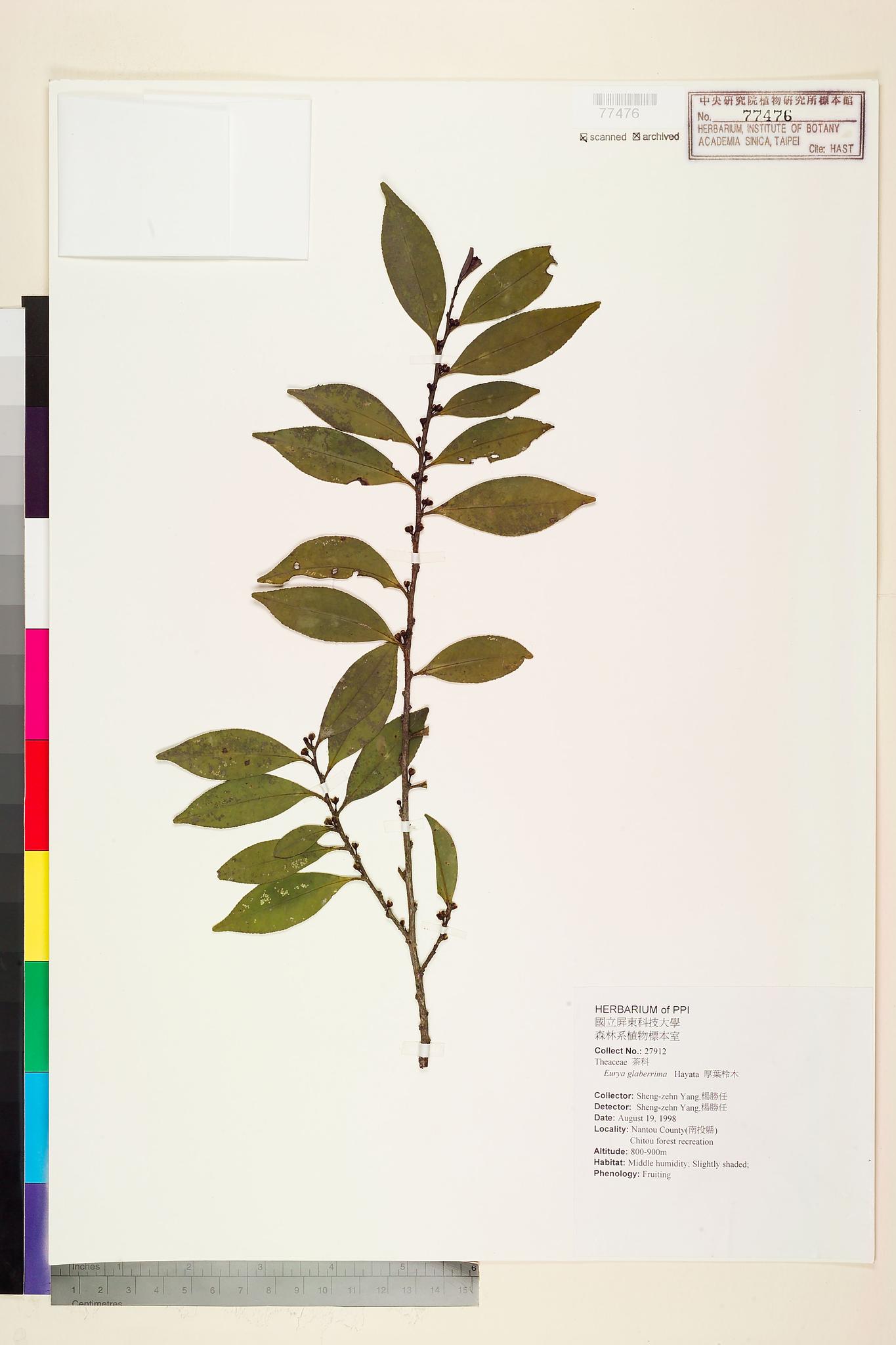 Sample image for viewer