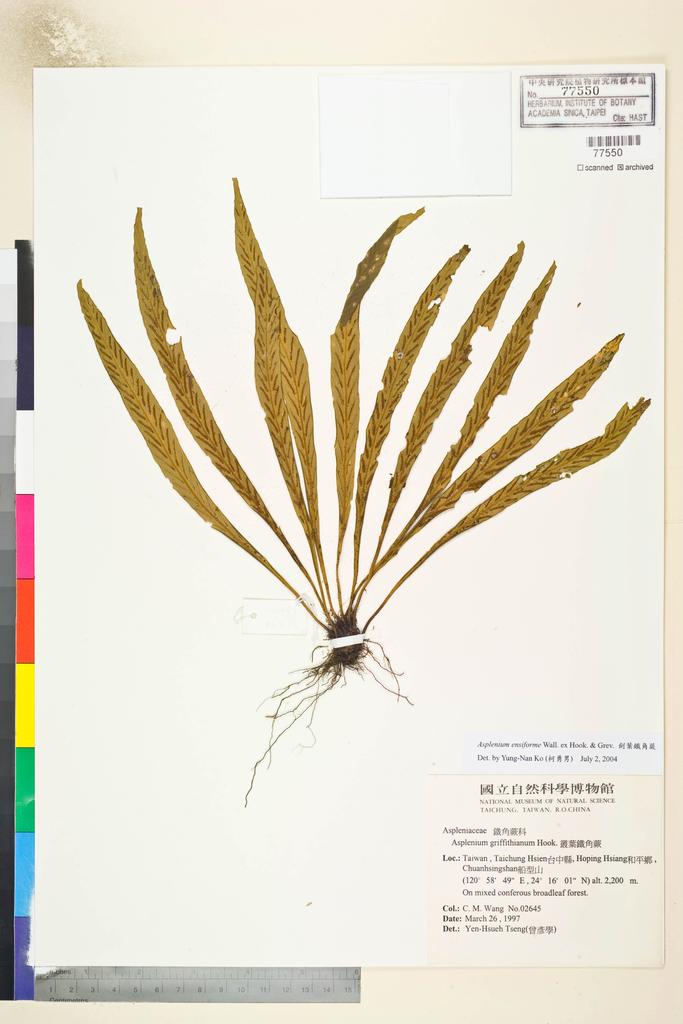 <Unit #43883 Wang, Chiu-Mei | 王秋美 | 2645:: | Asplenium ensiforme Wall. ex Hook. & Grev.>