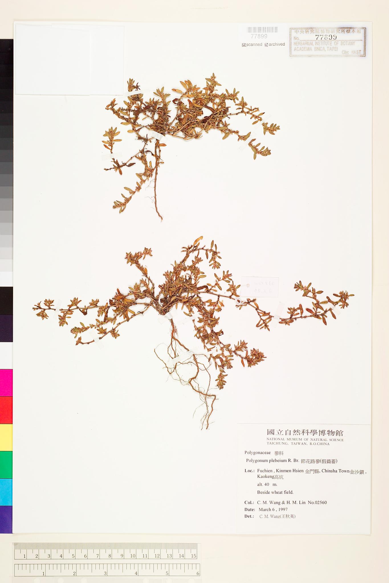 Sample image for viewer