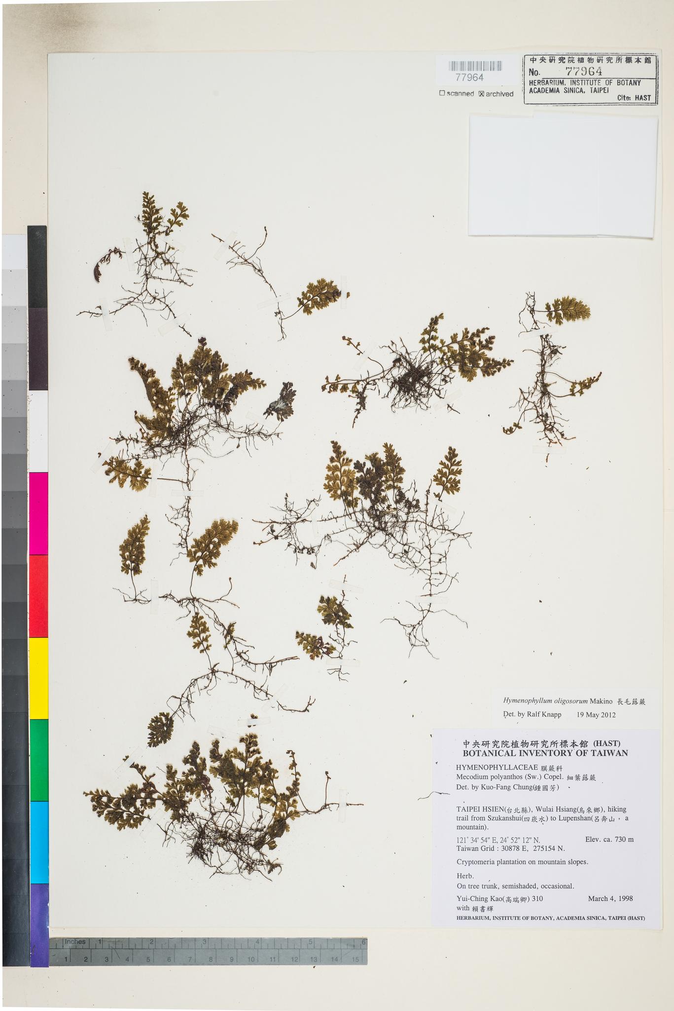 Sample image for viewer