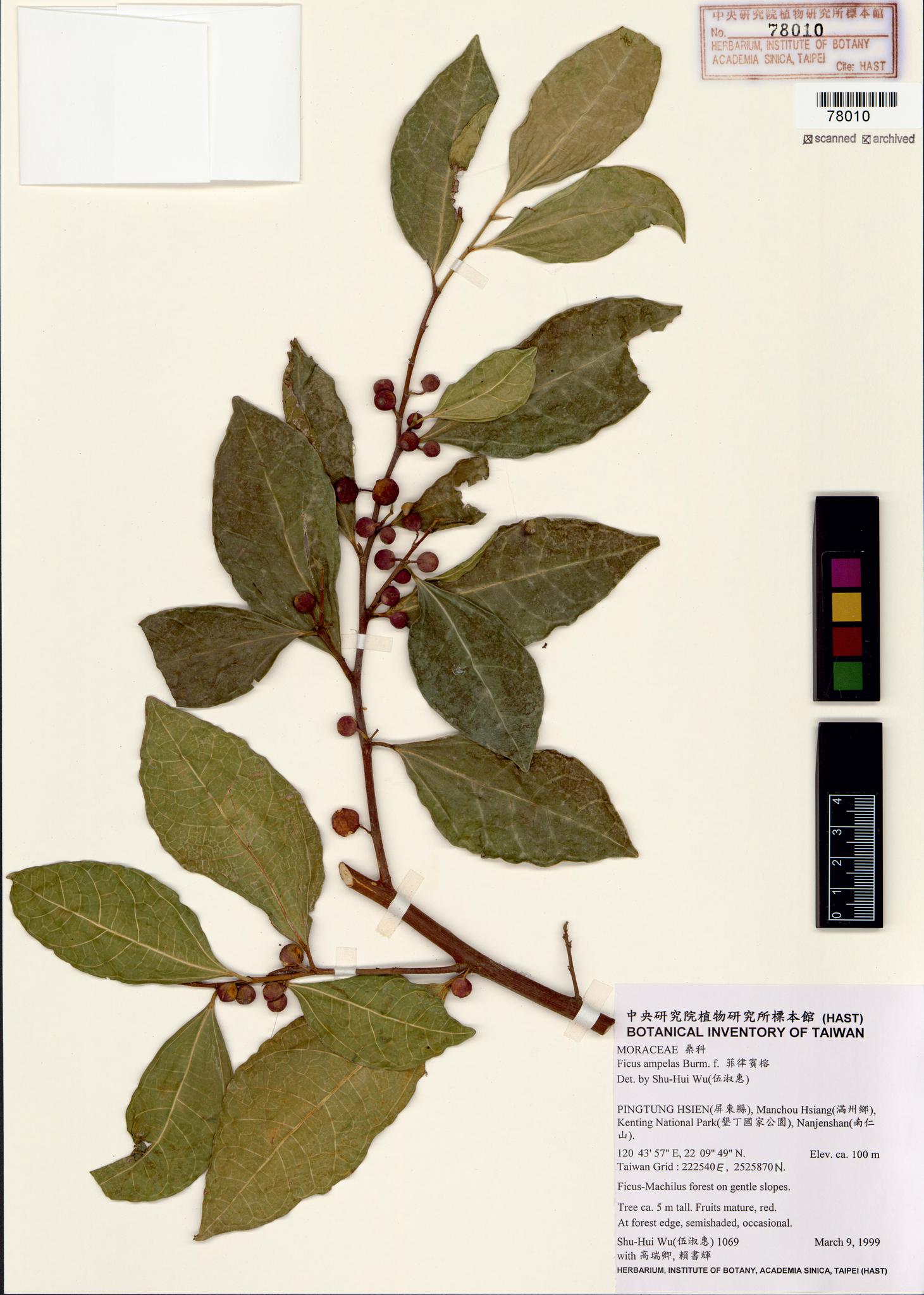 Sample image for viewer