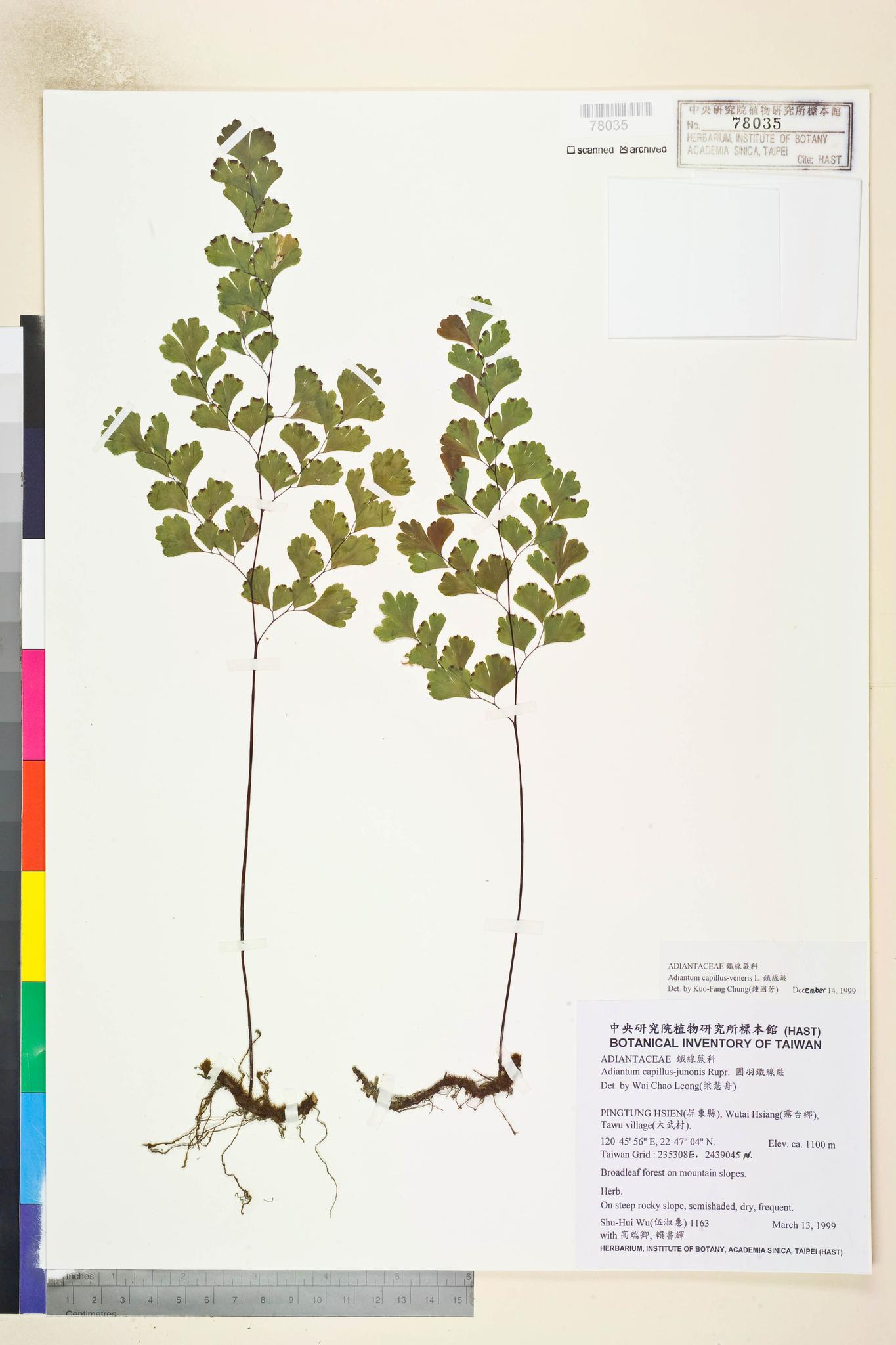 Sample image for viewer