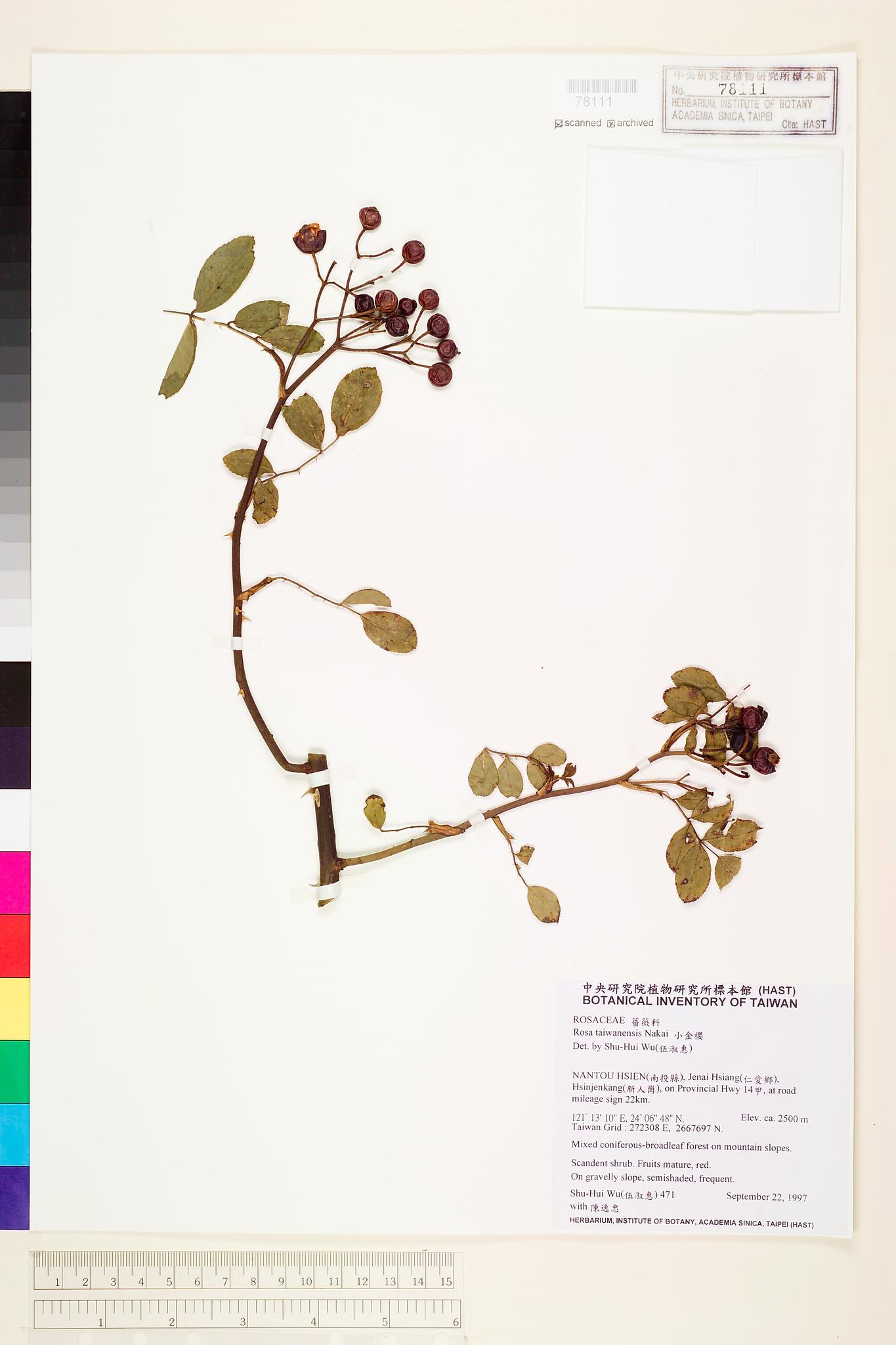 Sample image for viewer