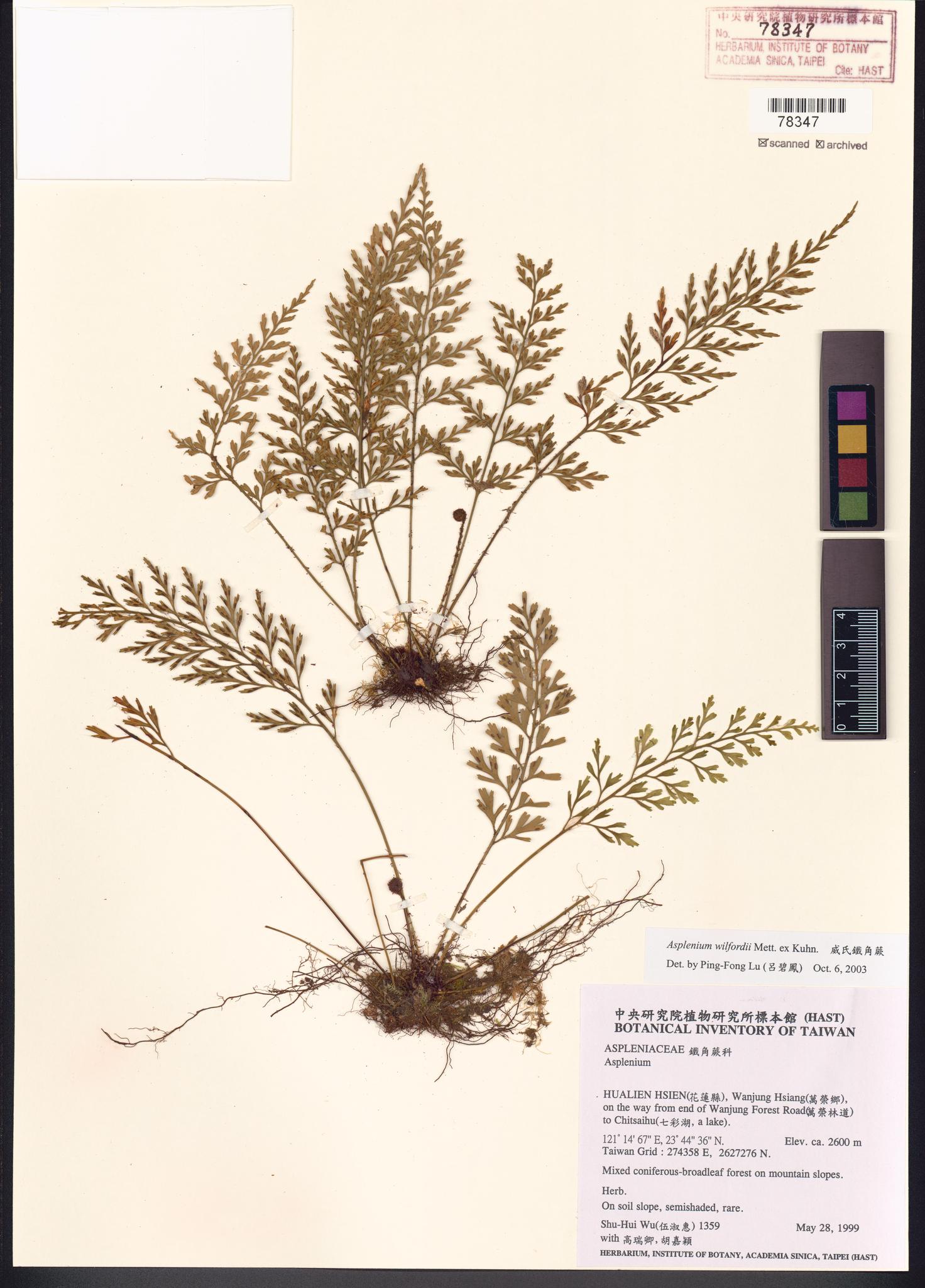 Sample image for viewer