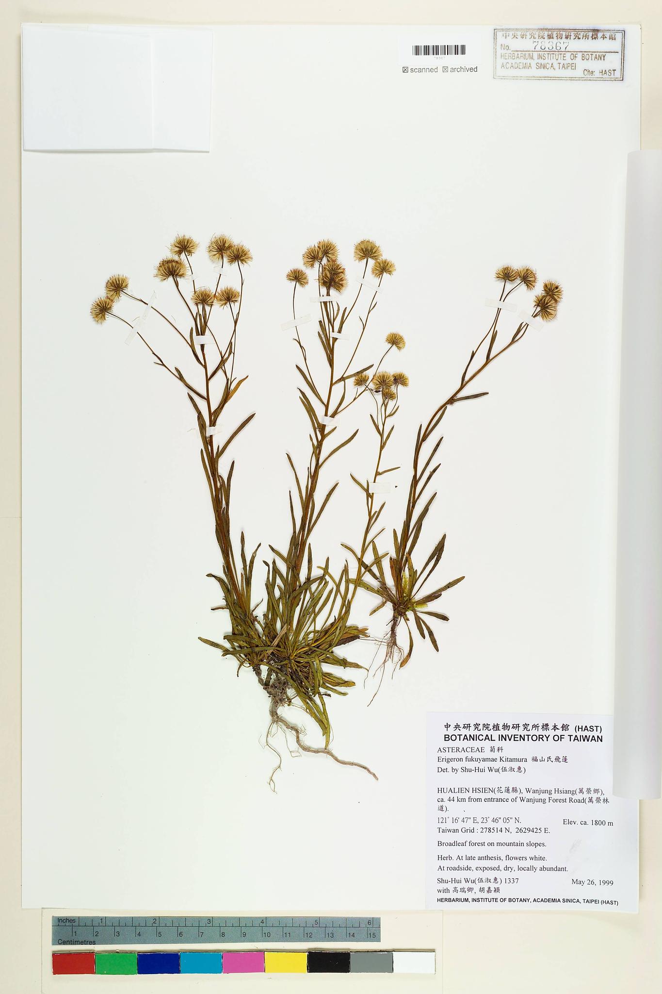 Sample image for viewer