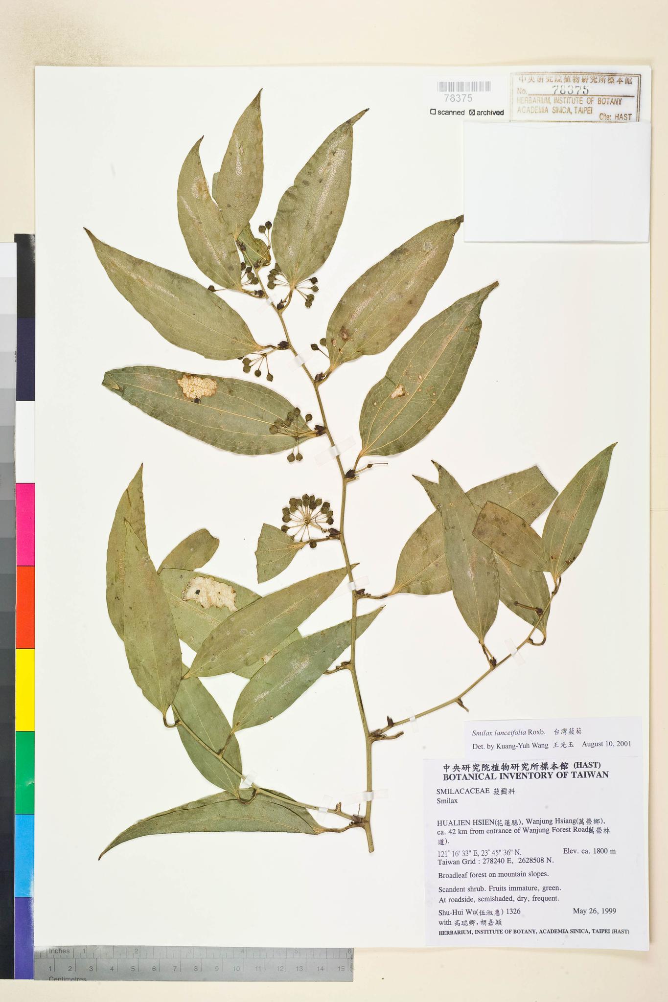 Sample image for viewer