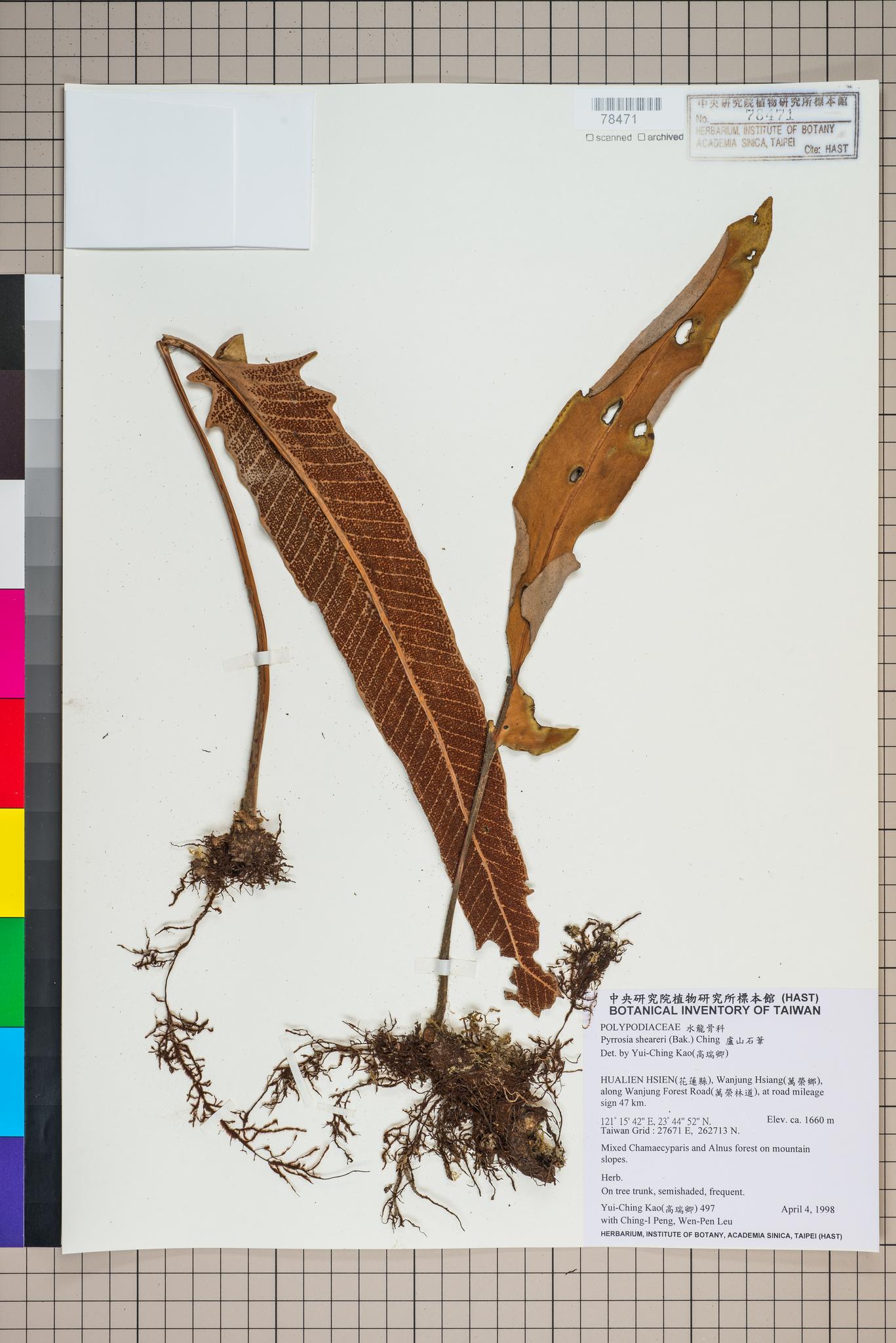 Sample image for viewer