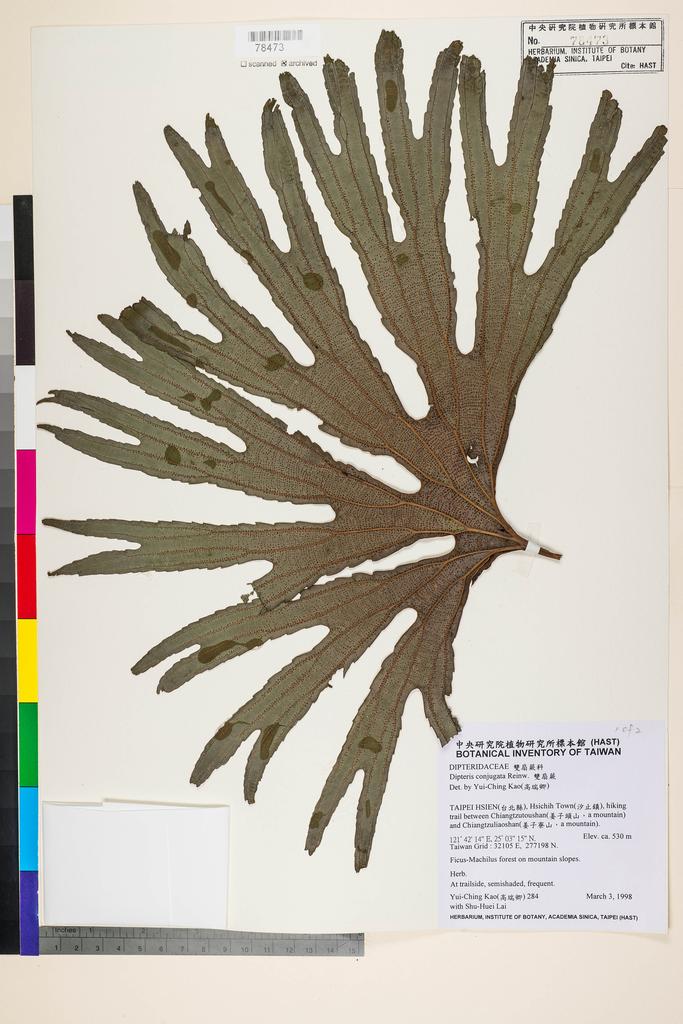 <Unit #7965 Kao, Yui-Ching | 高瑞卿 | 284::1 of  2 | Dipteris conjugata Reinw.>