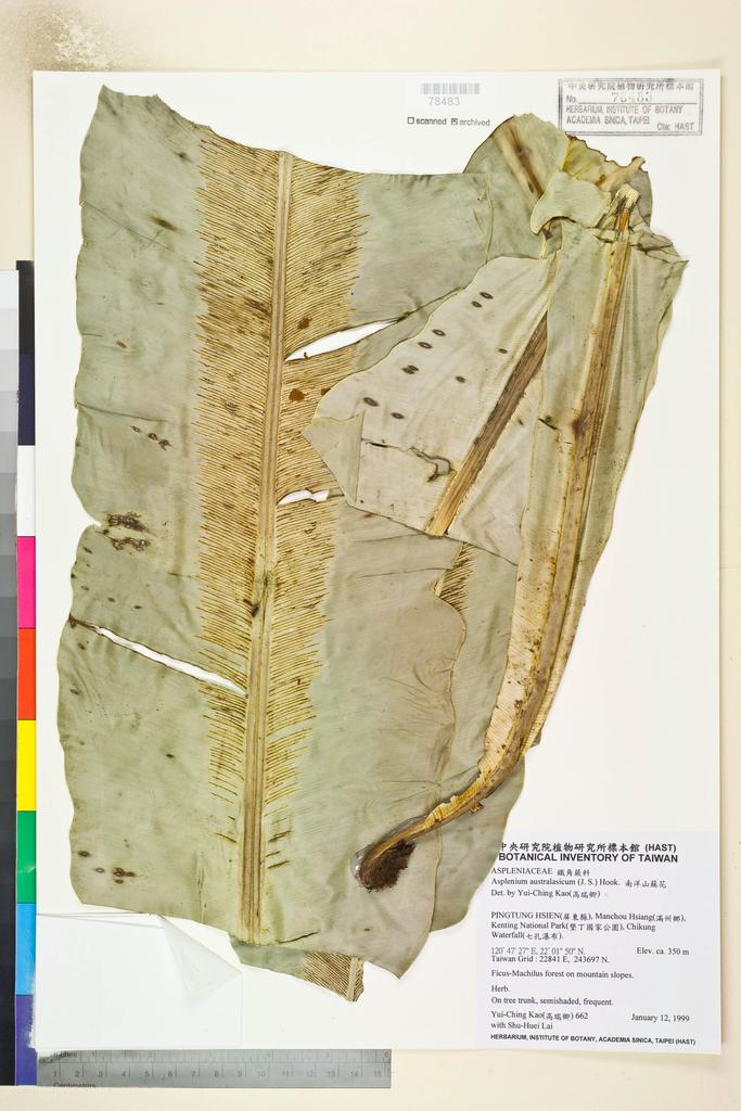 <Unit #82627 Kao, Yui-Ching | 高瑞卿 | 662:: | Asplenium australasicum (J. Sm.) Hook.>