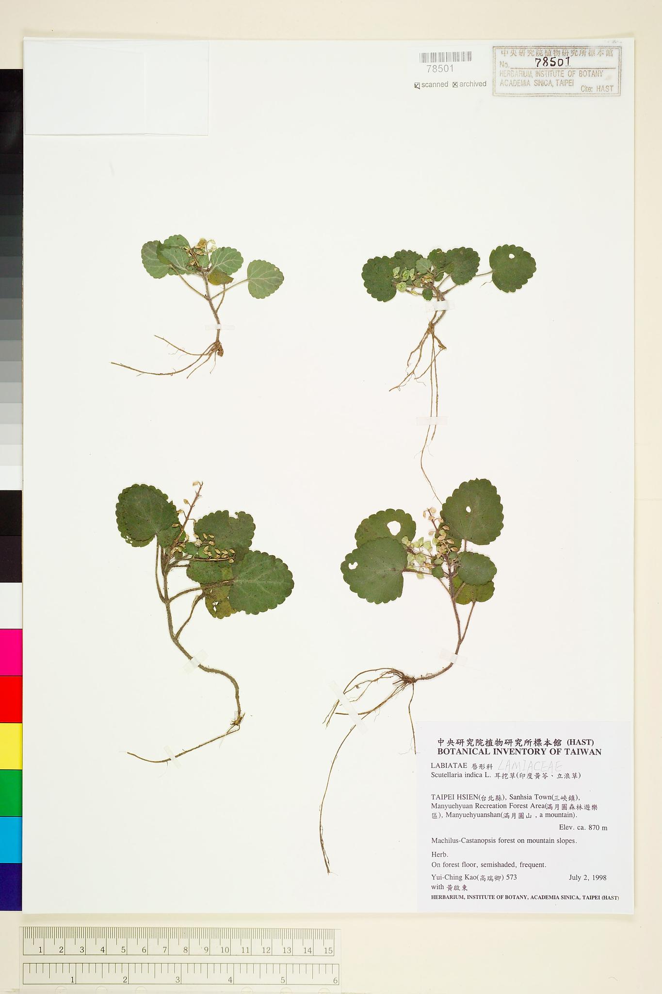 Sample image for viewer