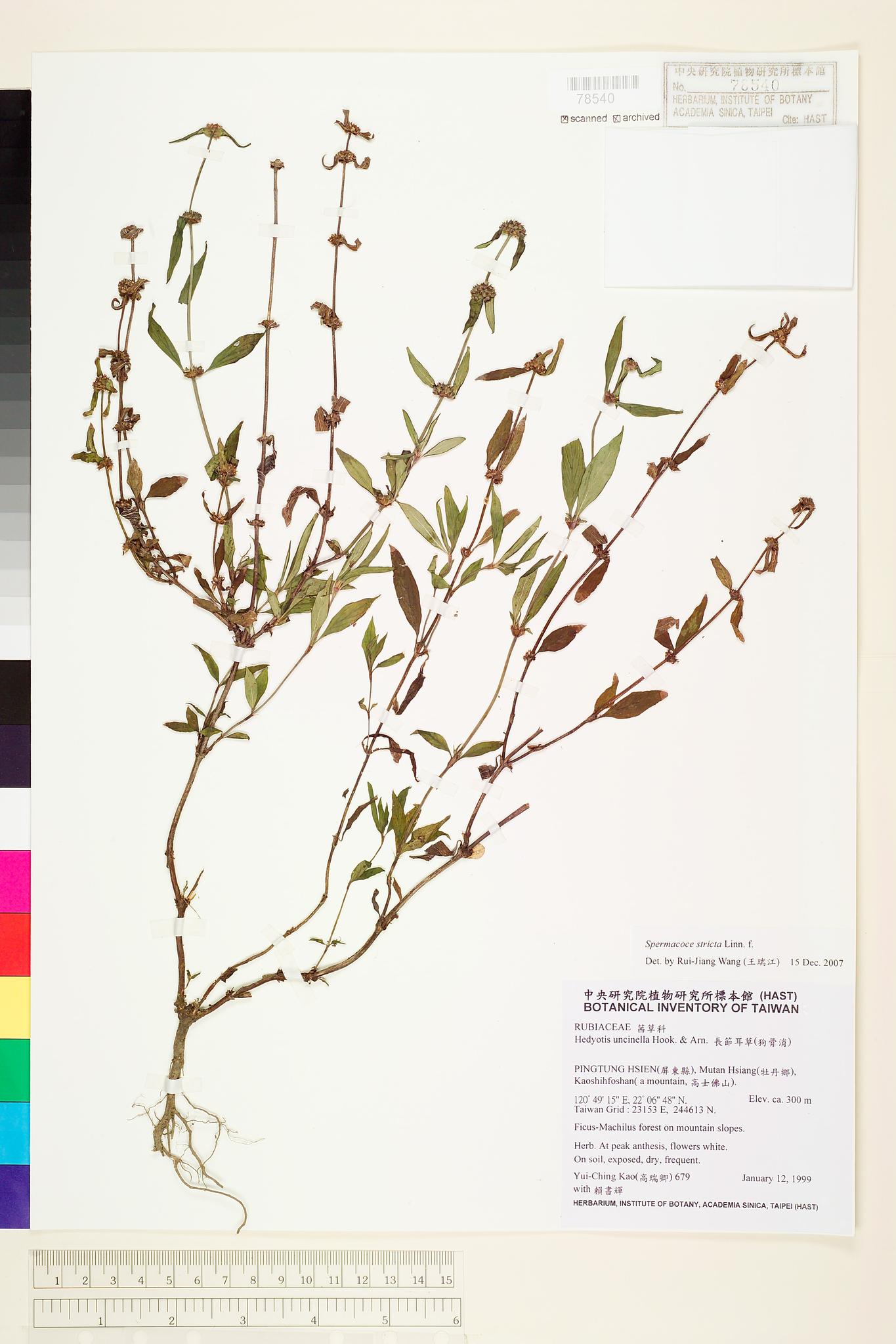 Sample image for viewer