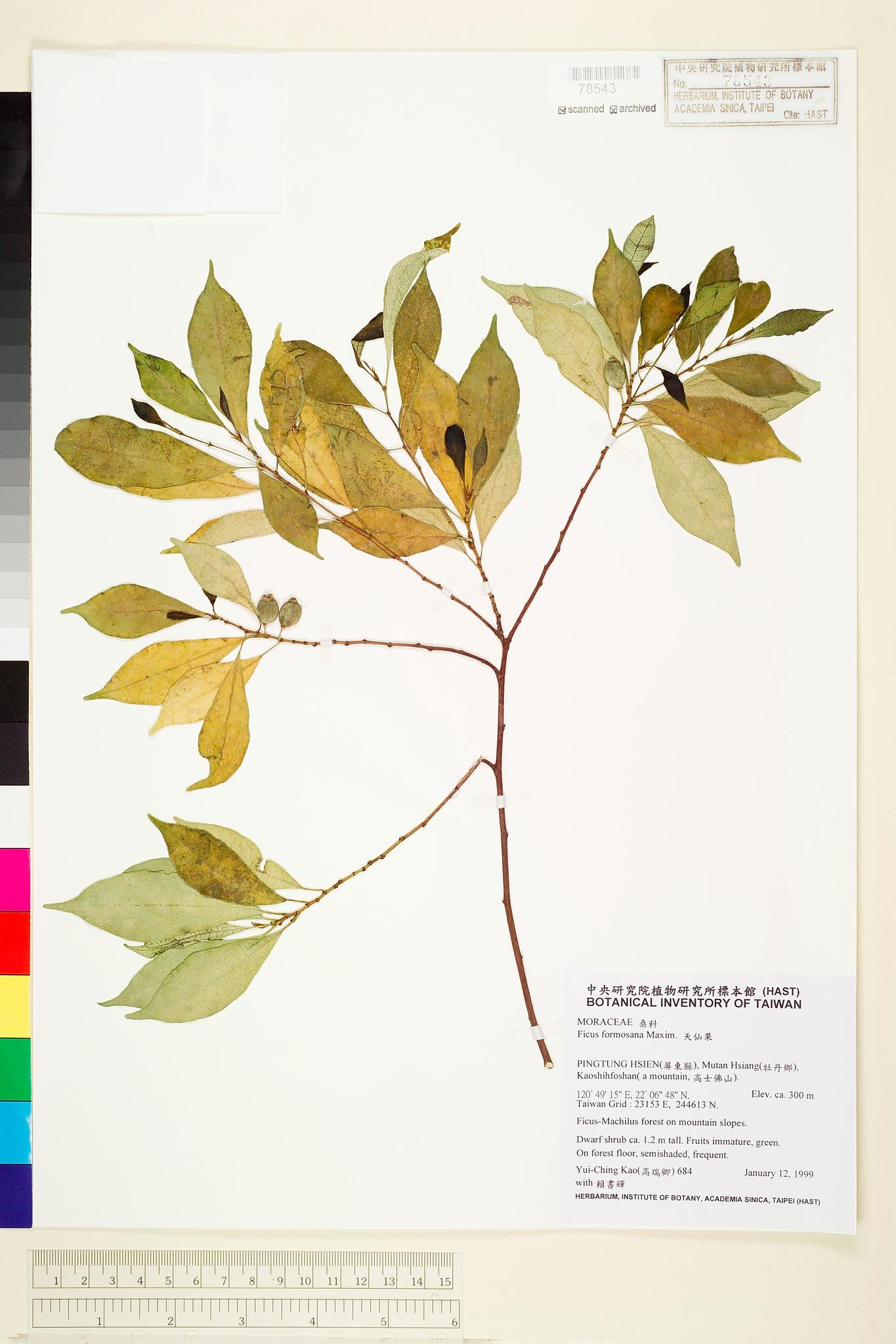 Sample image for viewer