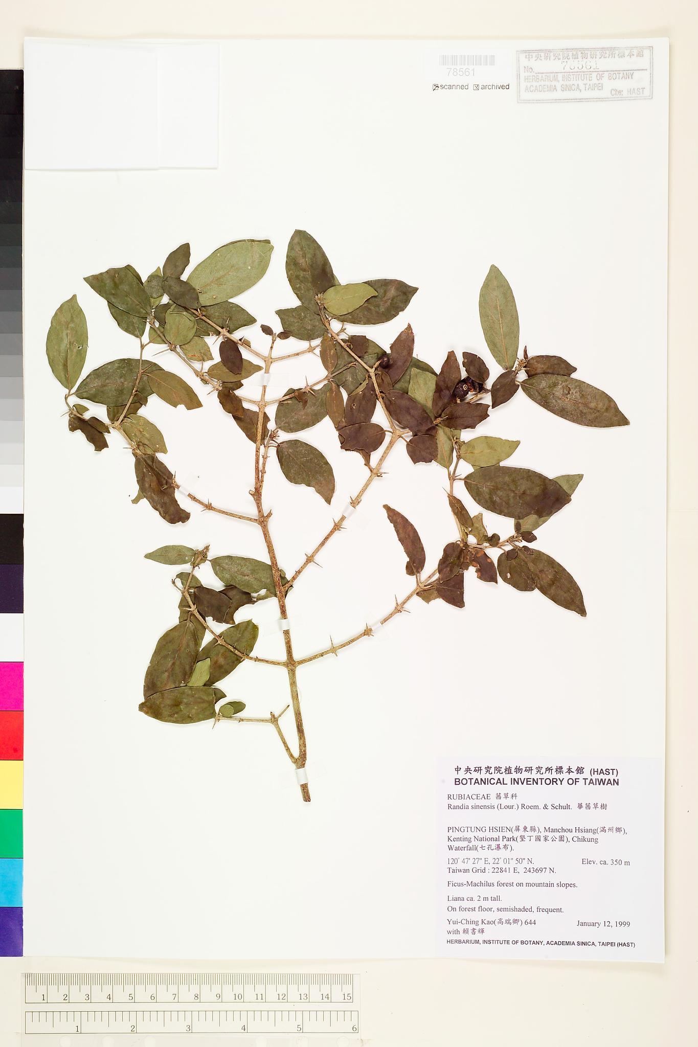 Sample image for viewer