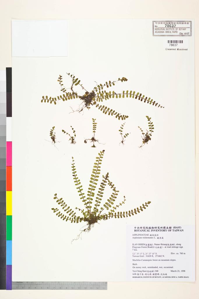 <Unit #5540 Kao, Yui-Ching | 高瑞卿 | 368:: | Asplenium trichomanes L.>