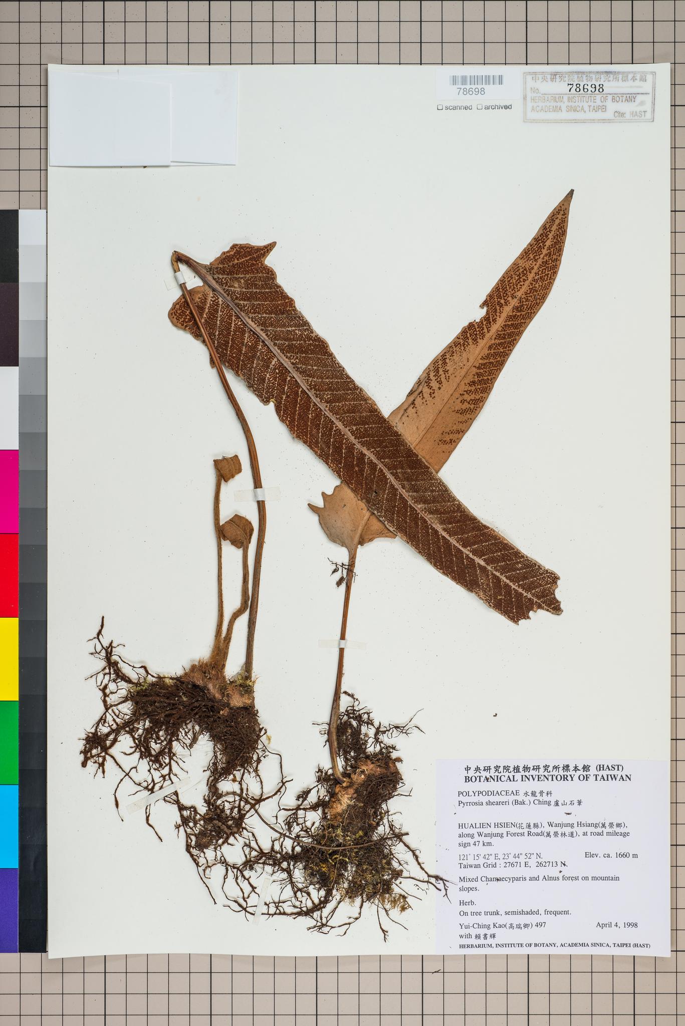 Sample image for viewer