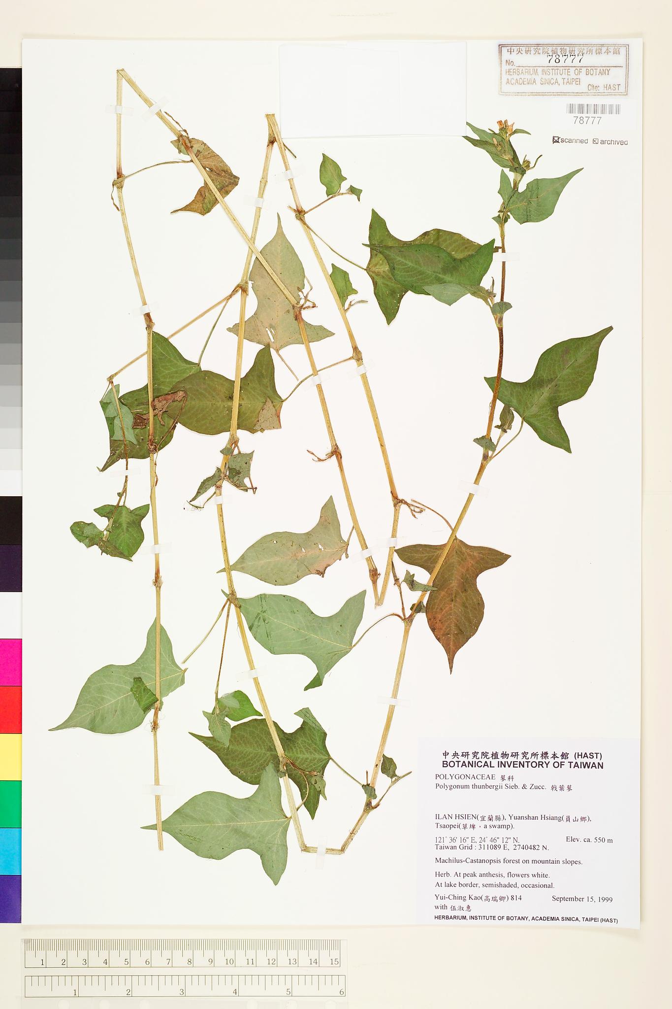 Sample image for viewer