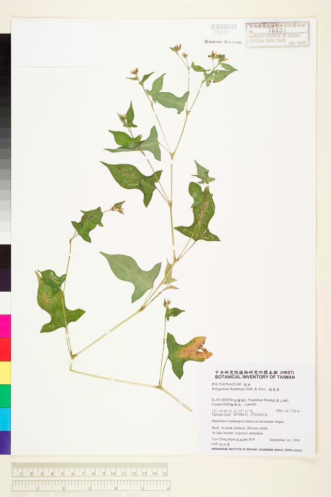 <Unit #8541 Kao, Yui-Ching | 高瑞卿 | 819:: | Persicaria thunbergii (Sieb. & Zucc.) H. Gross>
