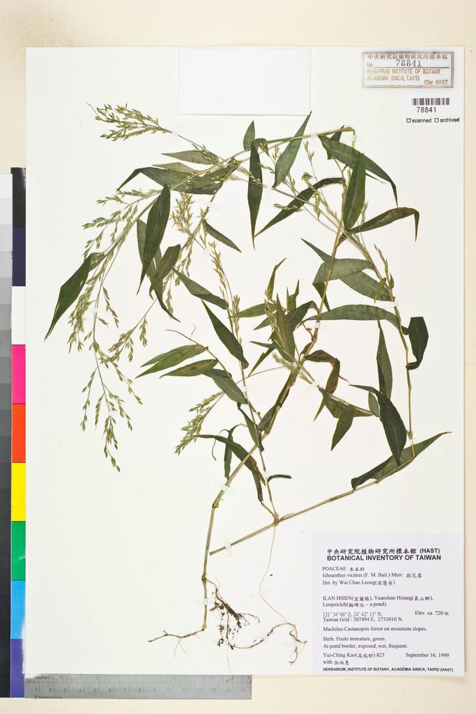 <Unit #9757 Kao, Yui-Ching | 高瑞卿 | 823:: | Ichnanthus vicinus (F. M. Bailey) Merr.>