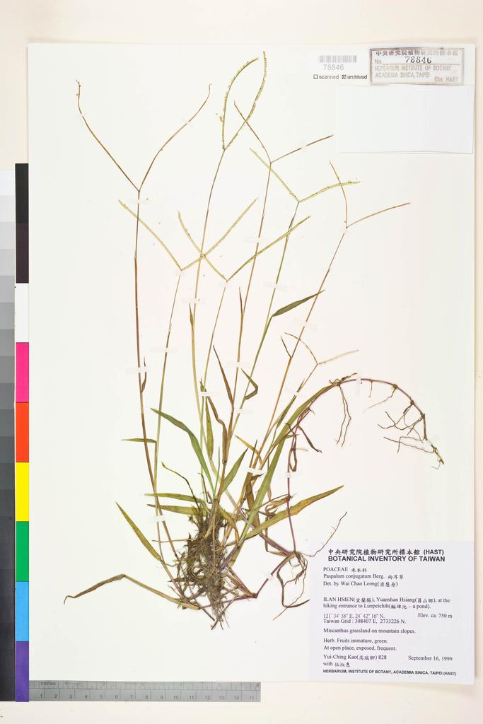 <Unit #8406 Kao, Yui-Ching | 高瑞卿 | 828:: | Paspalum conjugatum Bergius>