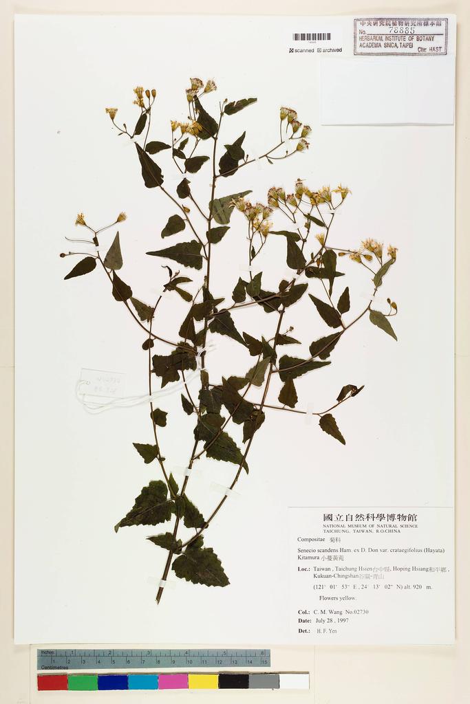 <Unit #41159 Wang, Chiu-Mei | 王秋美 | 2730:: | Senecio scandens Buch.-Ham. ex D. Don var. crataegifolius (Hayata) Kitam.>