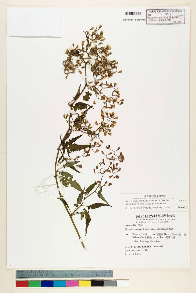 <Unit #43987 Chiu, Shau-Ting | 邱少婷 | 3818:: | Senecio scandens Buch.-Ham. ex D. Don. var. incisus Franch.>