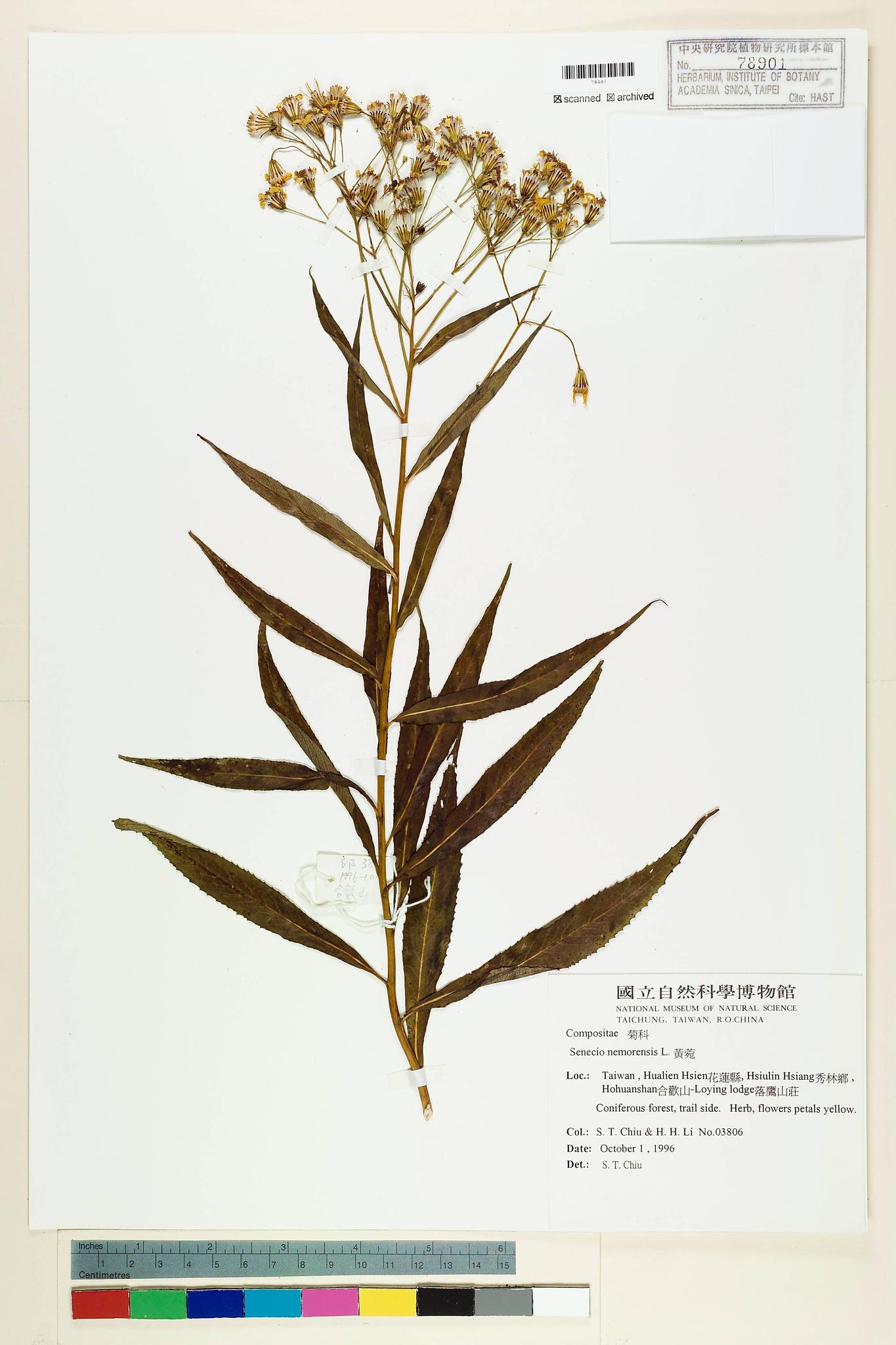 Sample image for viewer