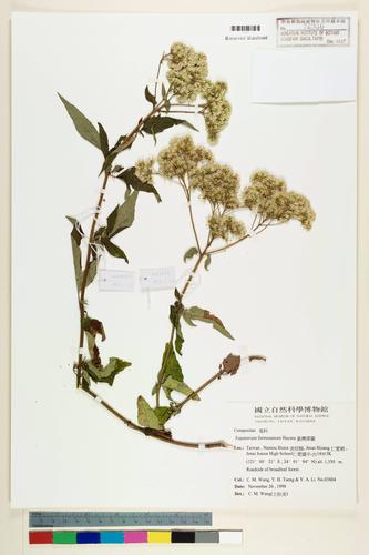 Eupatorium formosanum Hayata