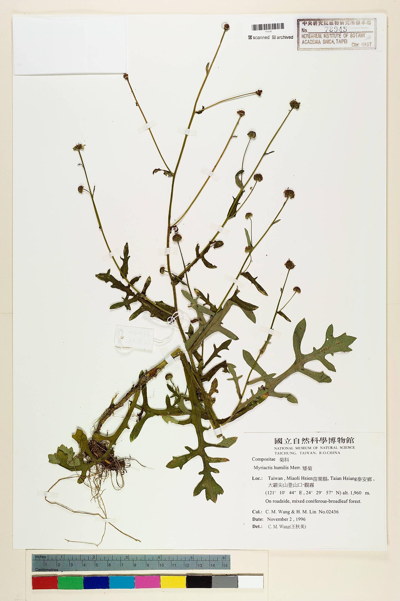 Sample image for viewer