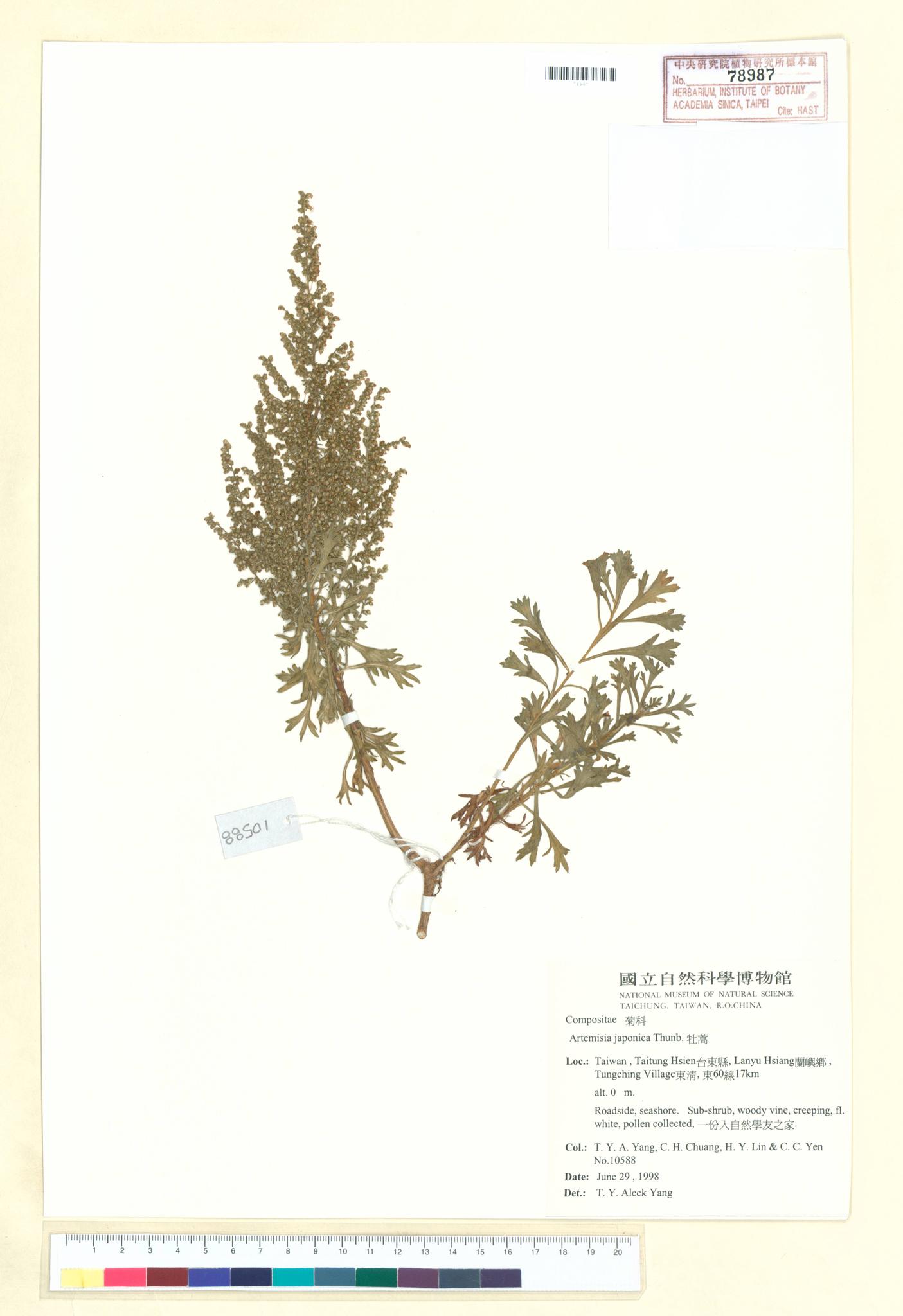 Sample image for viewer