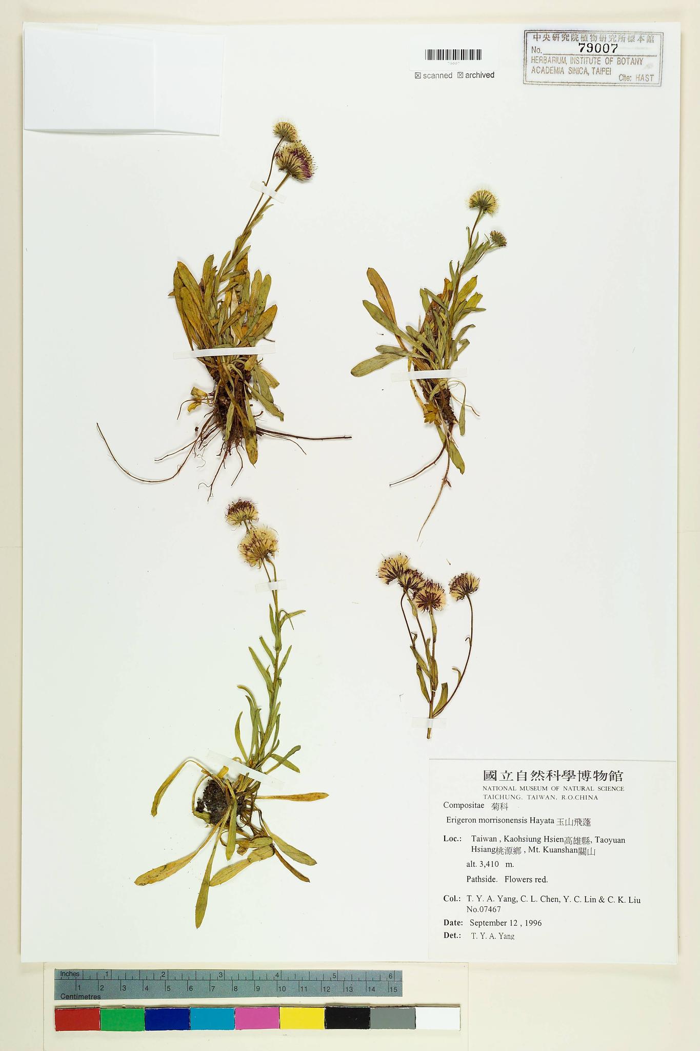 Sample image for viewer