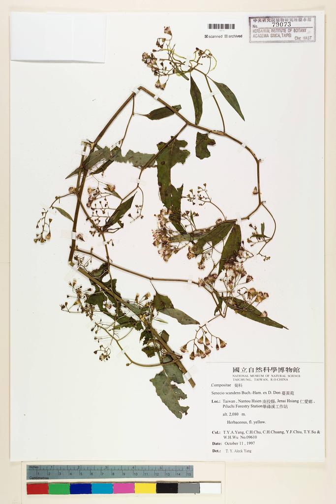 <Unit #45839 Yang, T. Y. Aleck | 楊宗愈 | 9610:: | Senecio scandens Buch.-Ham. ex D. Don>
