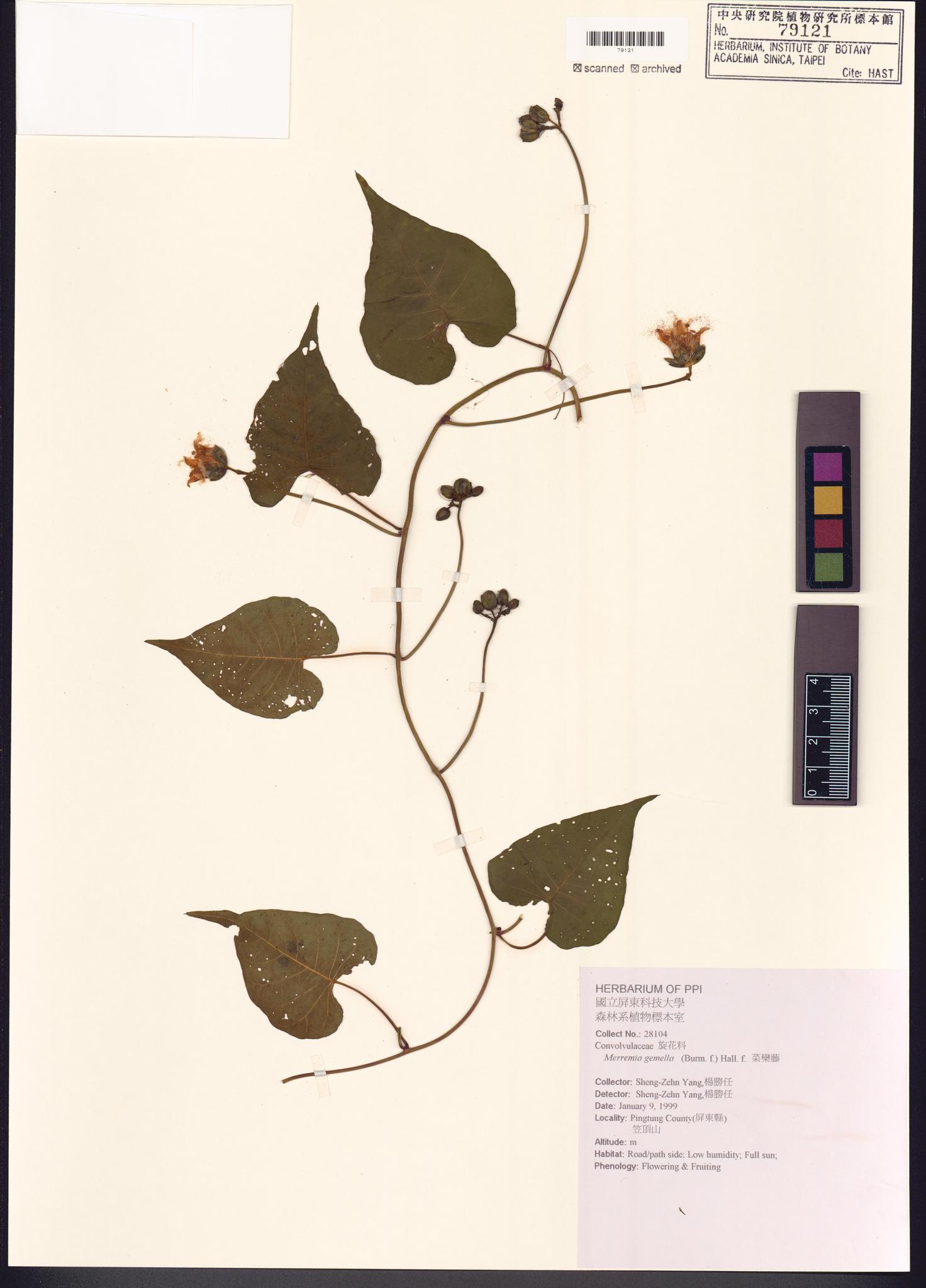 Sample image for viewer