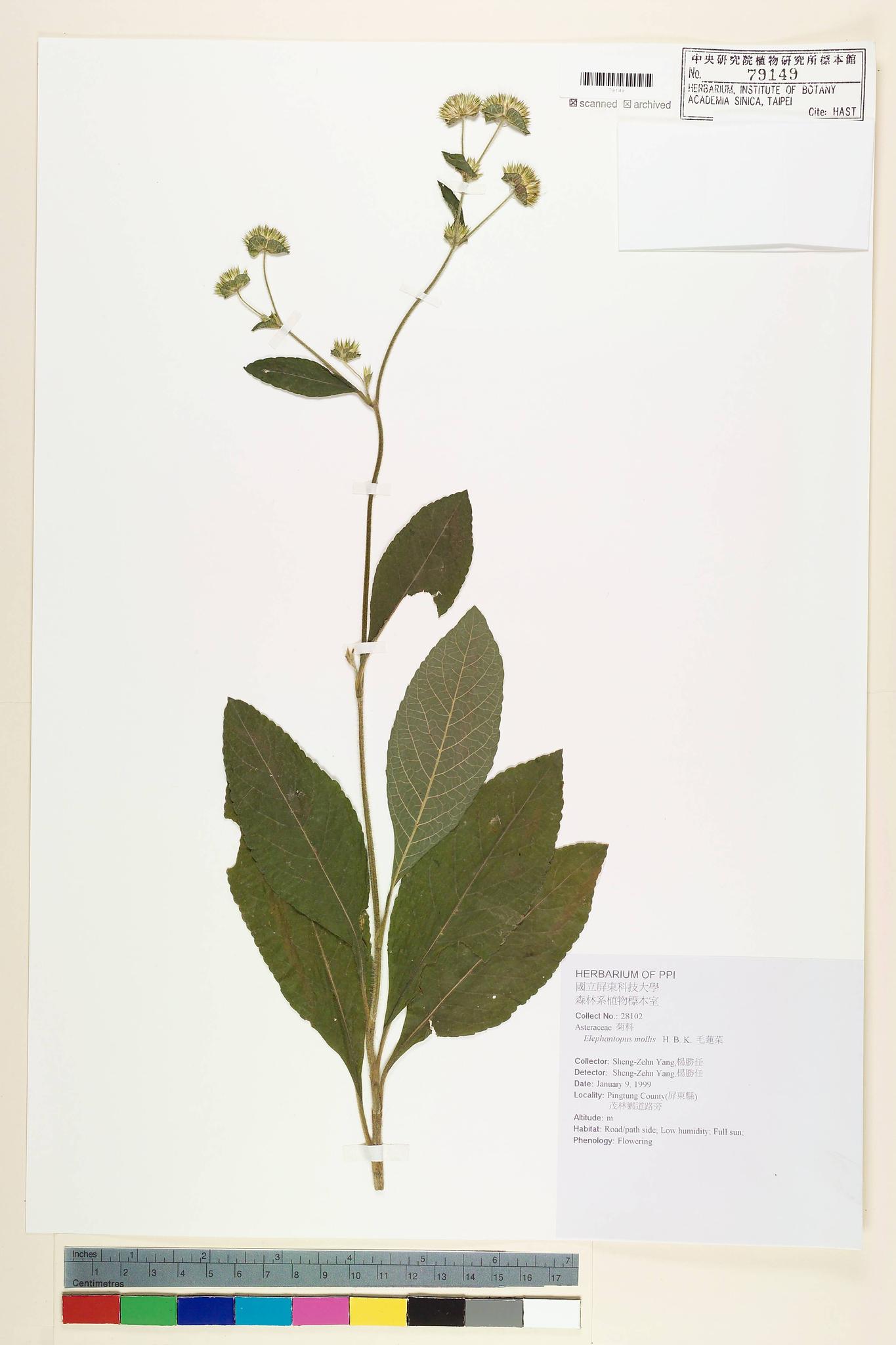 Sample image for viewer